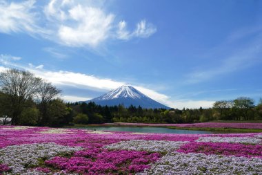 Shibazakura Festivali 'nin parkında pembe yosun (yosun tutacağı, yosun pembesi, dağ solüsyonu) tarlası olan Fuji Dağı