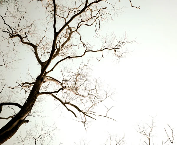 Copac mort — Fotografie, imagine de stoc