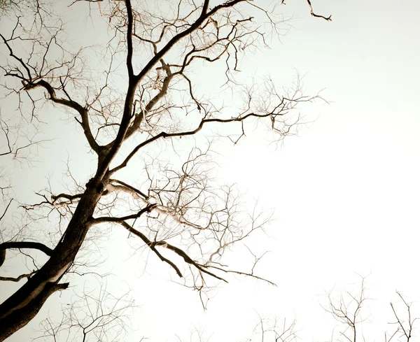 Árbol muerto — Foto de Stock