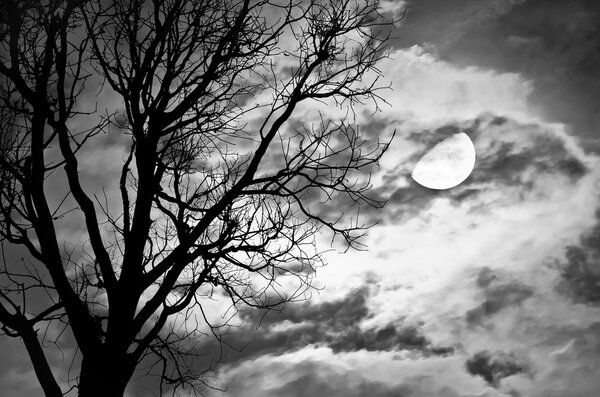 Silhouette of dead Tree against moon and clouds in a cloudy night . Processed with black and white style,can be used for background