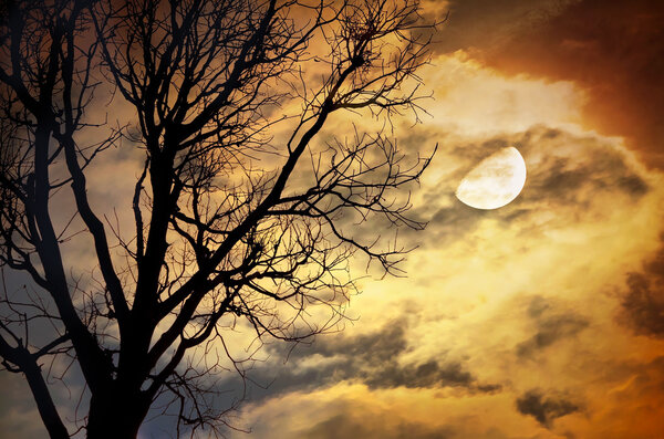 Silhouette of dead Tree against moon and clouds in a cloudy night . Processed with vintage style,can be used for background