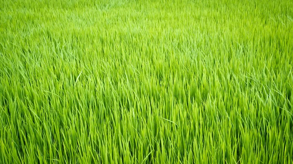 Rice plant in paddy field — Stock Photo, Image