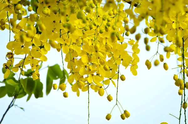 Golden shower (Cassia fistula) — Stock Photo, Image