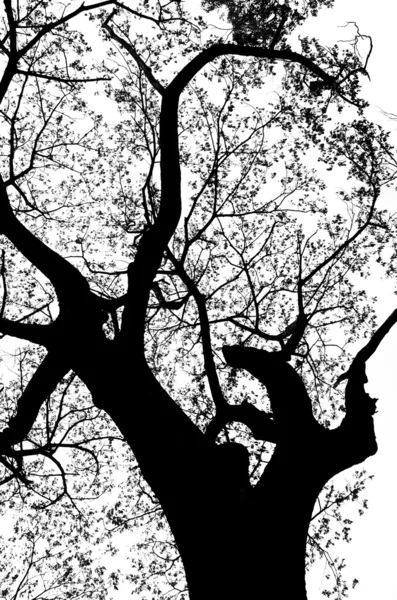 Siluet ağaç — Stok fotoğraf