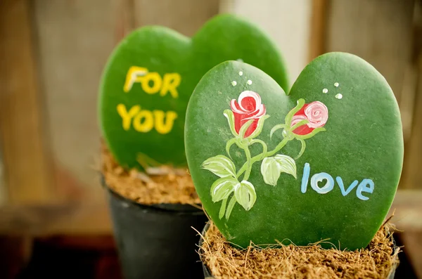 Heart shaped plant (Kerrii Hoya) — Stock Photo, Image