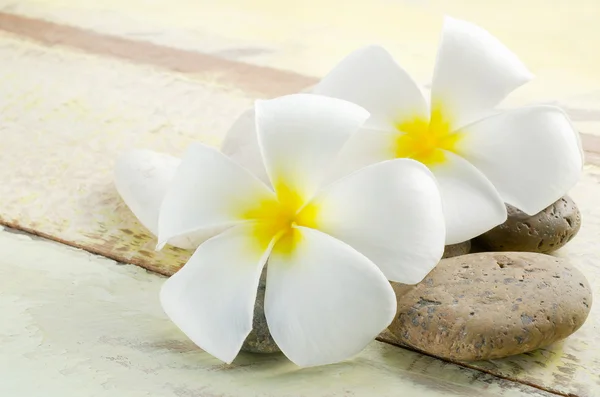 Vita och gula frangipani blomma — Stockfoto