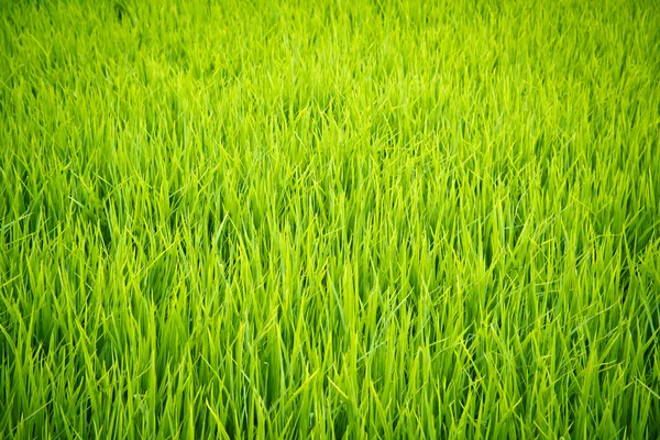 çeltik tarlasında pirinç bitkisi