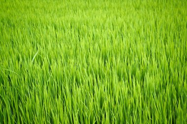 çeltik tarlasında pirinç bitkisi