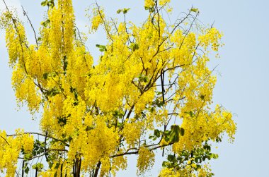 Altın duş (Cassia fistül)