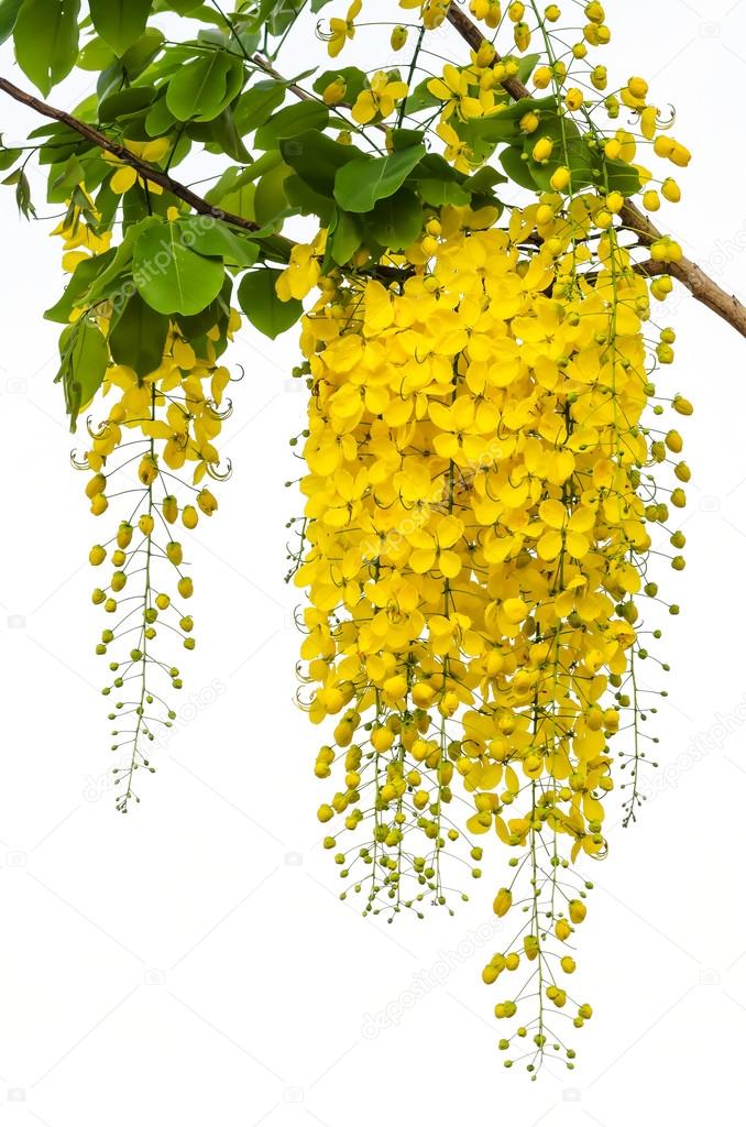 Golden shower (Cassia fistula)
