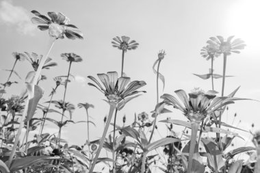 renkli zinnia çiçeği