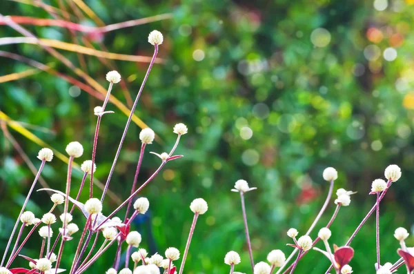 Hermosa flor eterna globo salvaje — Foto de Stock