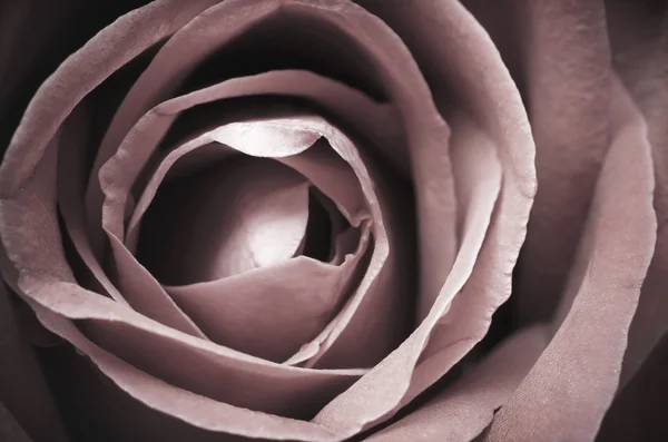 Red rose close up — Stock Photo, Image