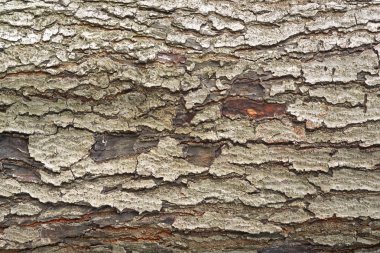 Ağaç kabuğu dokusu