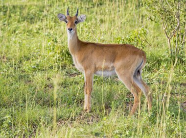Impala Uganda