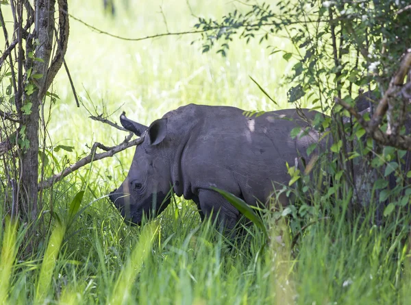 Rino joven en el Santuario Ziwa Rhino — Foto de Stock