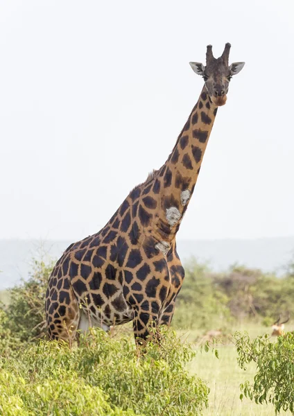 Verletzte Giraffe in der Savanne — Stockfoto