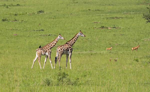Giraffes in the savanna