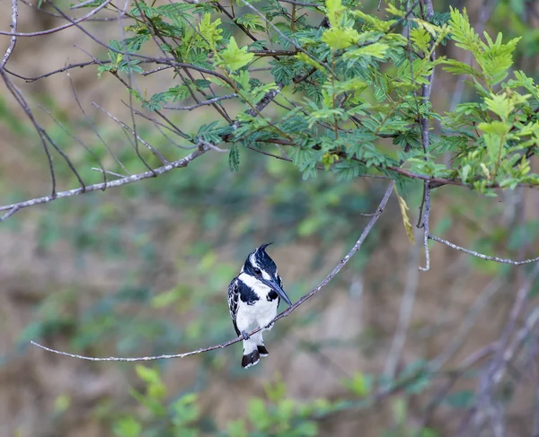 Alaca yalıçapkını kuş
