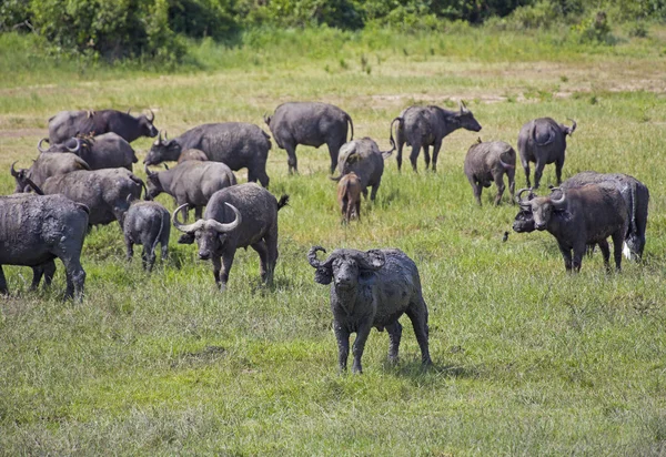 Rebaño africano de búfalos pastando — Foto de Stock