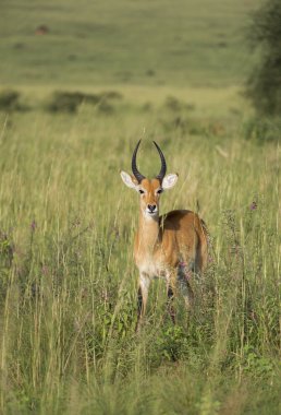 Impala Uganda