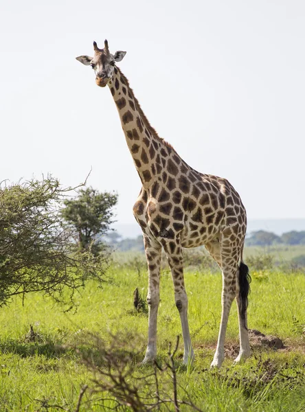 Giraffe in der Savanne — Stockfoto