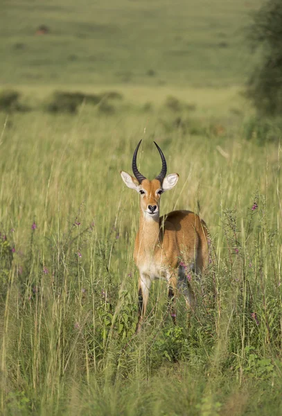 Impala in Uganda Royalty Free Stock Images