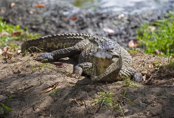 Krokodil auf Guama Stockbild