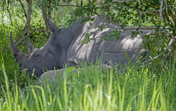Rinoceronte durmiendo en el Santuario Ziwa Rhino — Foto de Stock