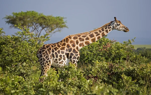 Giraffa in natura — Foto Stock