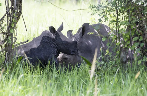 Genç gergedan Ziwa Rhino Sanctuary çamur kaplı