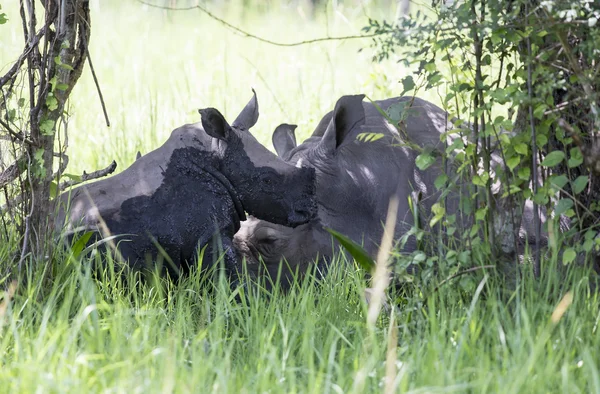 젊은 코뿔소 Ziwa Rhino에 진흙에 덮여 스톡 사진