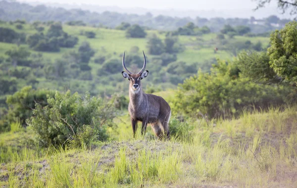 Waterbuck en la naturaleza —  Fotos de Stock