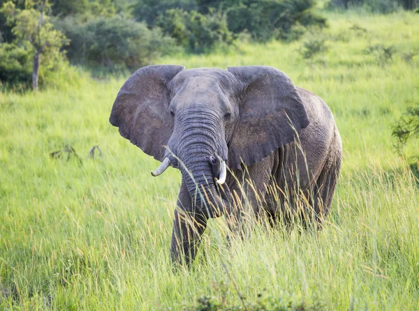 Elefante en la naturaleza — Foto de Stock