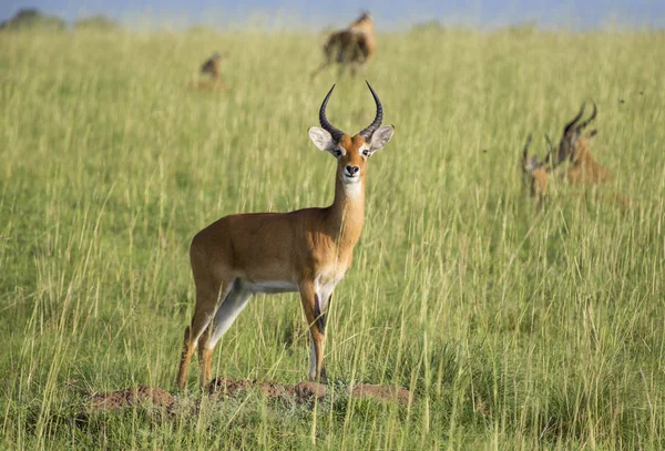 Impala em Uganda — Fotografia de Stock