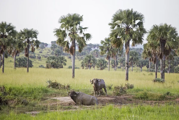 Twee Afrikaanse buffels overdekte in mud — Stockfoto