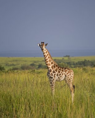 zürafa, savana