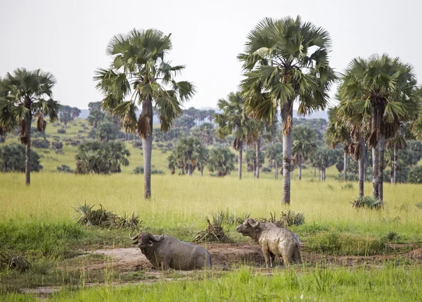 Twee Afrikaanse buffels overdekte in mud — Stockfoto