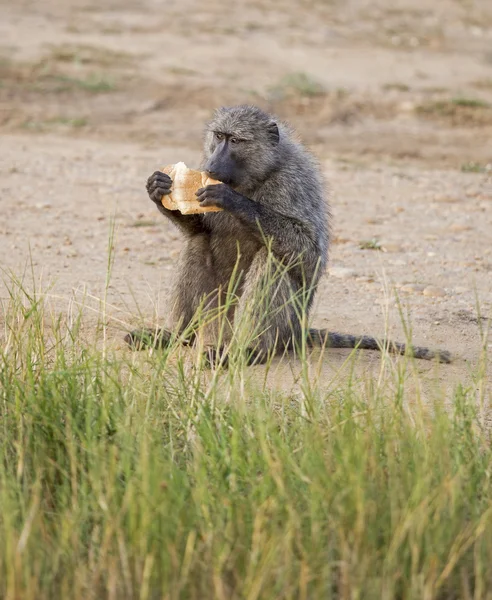 Olive Baboon jedzenie — Zdjęcie stockowe