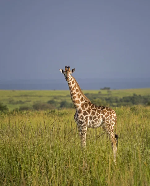 A szavanna a zsiráf — Stock Fotó