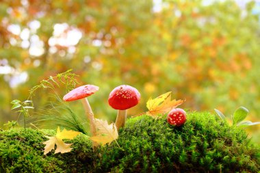 Tüylü yeşil yosun, kırmızı sinekler, sonbahar yaprakları, arka planda güzel bulanık doğal manzara, orman havası, yaprak düşüşü.