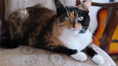 Güzel siyah evcil kedi sessizce sandalyede uzanıyor, tatlı ev kavramı, rahat ruh hali, hayvanların bakımı ve bakımı.