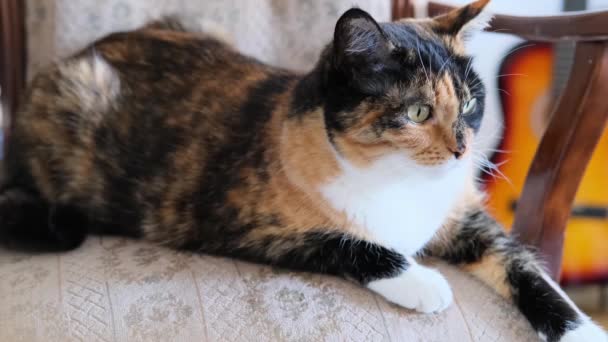 美丽的深色家猫静静地躺在椅子上 温馨的家的概念 舒适的心情 对动物的照顾和保养 — 图库视频影像