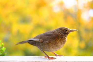 Güzel kahverengi kuş, ötücü kuş, Turdus Eremita, gordoni eremita Nesocichla, sonbahar bahçesindeki güzel ağaçların arka planında oturur, mevsimlik, göçmen kuşlar.