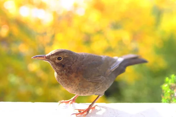 Beautiful Brown Bird Songbird Turdus Eremita Gordoni Eremita Nesocichla Sits — Stock Photo, Image