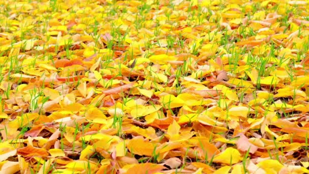 Padrão Natural Amarelo Fundo Folhas Caídas Folhas Douradas Caindo Árvores — Vídeo de Stock