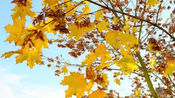 Herfst Natuurlijke Achtergrond Gele Esdoorn Bomen Met Takken Gouden Bladeren — Stockvideo