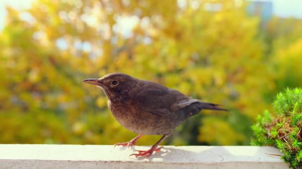 Krásný Hnědý Pták Zpěvný Pták Turdus Eremita Gordoni Eremita Nesocichla — Stock video
