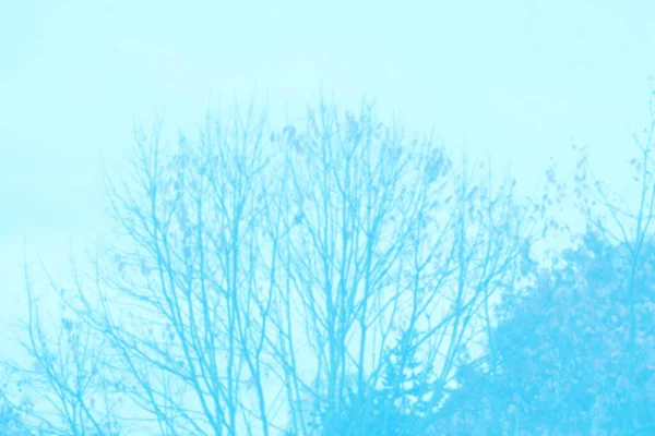 Outono Azul Fundo Natural Árvores Com Galhos Nus Folhas Caem — Fotografia de Stock