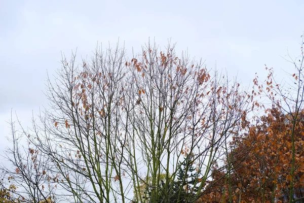 Herfst Natuurlijke Achtergrond Bomen Met Kale Takken Gouden Bladeren Vallen — Stockfoto